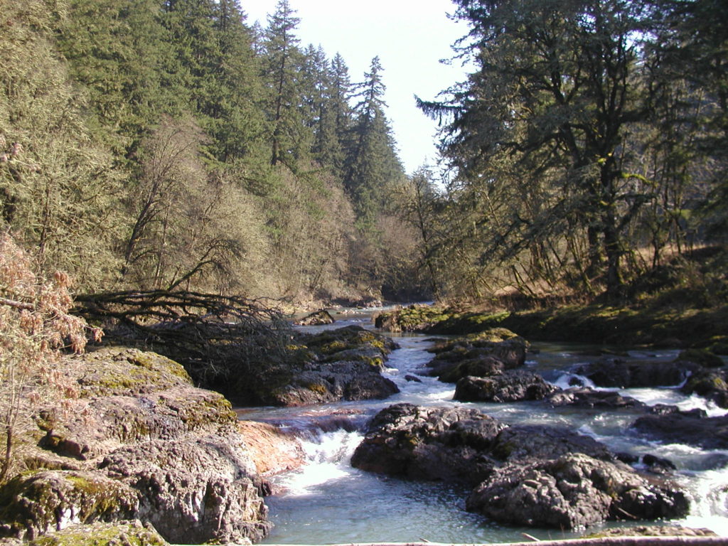 Calapooia River at McKercher County Park